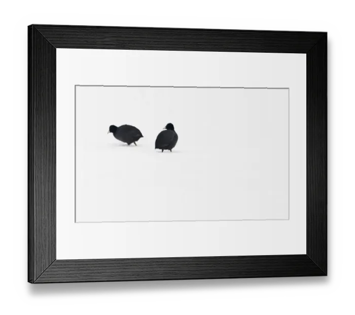 Framed Print : Common Coot (Fulica atra) adult pair, walking across fresh snow, Telford, Shropshire, England, winter Framed Print : Common Coot (Fulica atra) adult pair, walking across fresh snow, Telford, Shropshire, England, winter