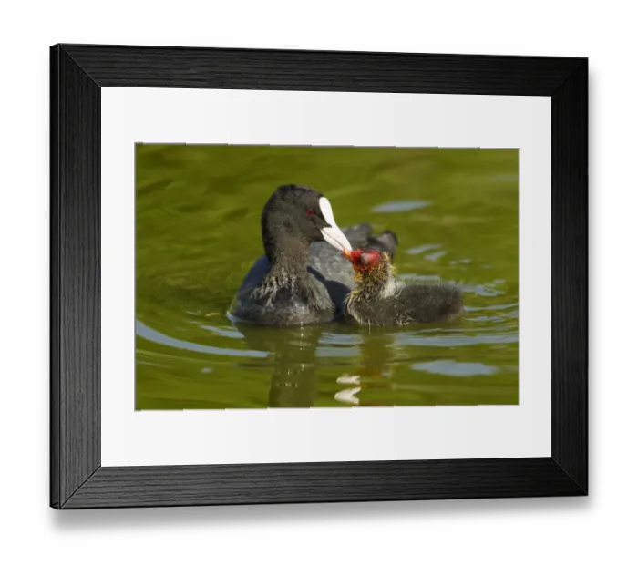 Framed Print : Common Coot (Fulica atra) adult feeding chick, swimming, Two Tree Island Nature Reserve, Essex, England, may