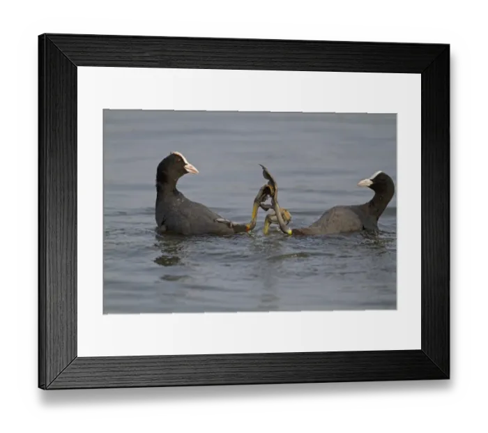 Framed Print : Common Coot (Fulica atra) two adults, fighting in water, Norfolk, England