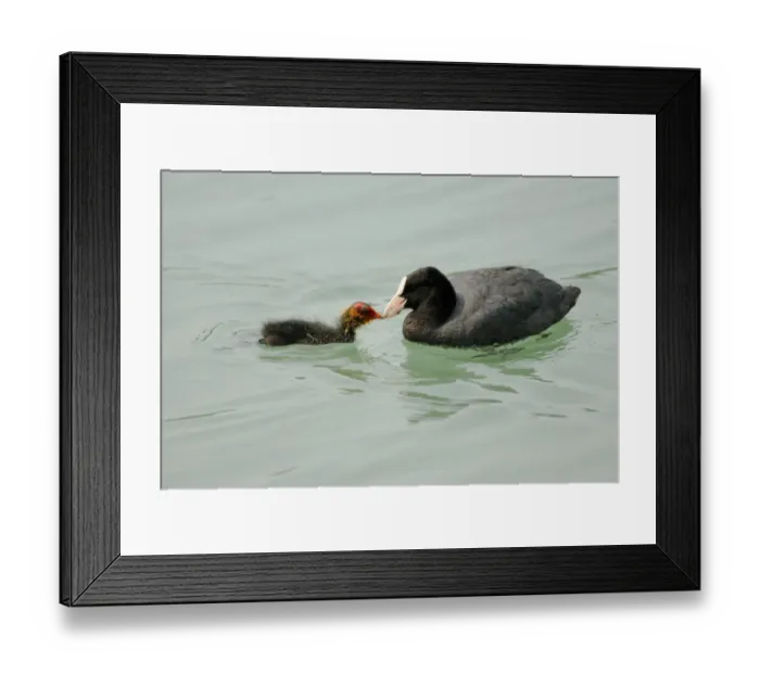Framed Print : Common Coot (Fulica atra) adult feeding young, swimming, Italy, june Framed Print : Common Coot (Fulica atra) adult feeding young, swimming, Italy, june