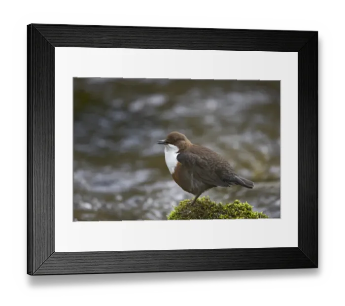 Framed Print : White-throated Dipper (Cinclus cinclus gularis) adult, singing, perched on moss covered rock in stream, Peak District N. P. Derbyshire, England Framed Print : White-throated Dipper (Cinclus cinclus gularis) adult, singing, perched on moss covered rock in stream, Peak District N. P. Derbyshire, England