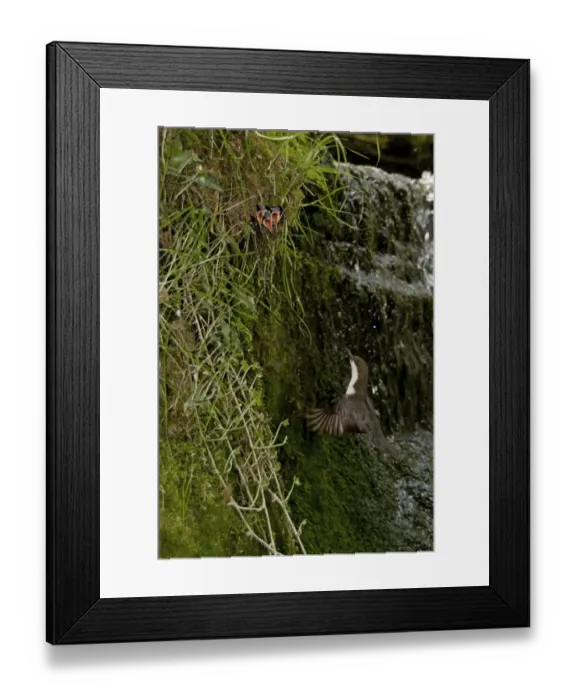 Framed Print : White-throated Dipper (Cinclus cinclus gularis) adult, in flight, returning to feed begging chicks in nest, beside waterfall in stream, Shropshire, England, april Framed Print : White-throated Dipper (Cinclus cinclus gularis) adult, in flight, returning to feed begging chicks in nest, beside waterfall in stream, Shropshire, England, april
