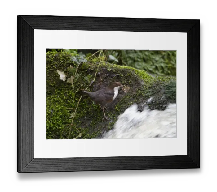 Framed Print : White-throated Dipper (Cinclus cinclus gularis) adult, with nesting material in beak, standing beside waterfall in stream, Shropshire, England, february Framed Print : White-throated Dipper (Cinclus cinclus gularis) adult, with nesting material in beak, standing beside waterfall in stream, Shropshire, England, february