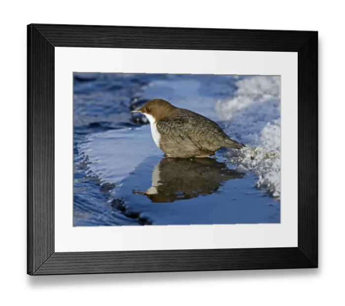 Framed Print : White-throated Dipper (Cinclus cinclus) adult, standing on ice at edge of river, Finland, february