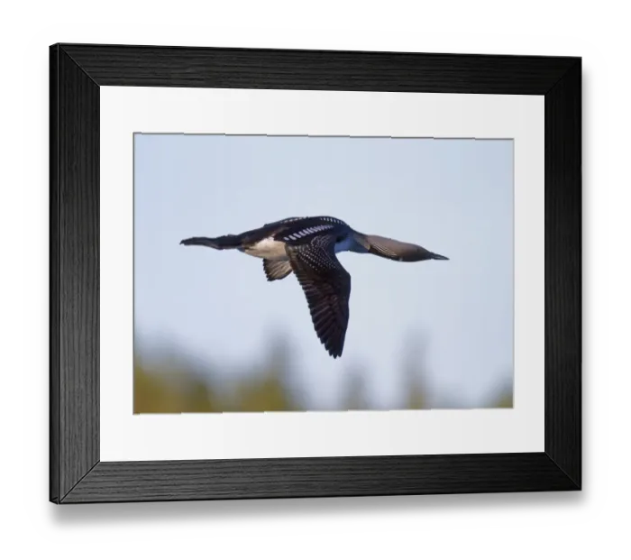 Framed Print : Black-throated Diver (Gavia arctica) adult, summer plumage, in flight, Finland, june Framed Print : Black-throated Diver (Gavia arctica) adult, summer plumage, in flight, Finland, june