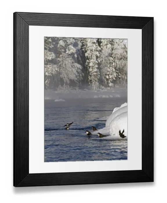 Framed Print : White-throated Dipper (Cinclus cinclus) six adults, wintering group, on ice at edge of river habitat, Finland, february Framed Print : White-throated Dipper (Cinclus cinclus) six adults, wintering group, on ice at edge of river habitat, Finland, february