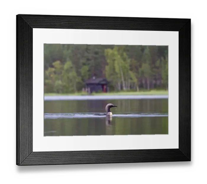 Framed Print : Black-throated Diver (Gavia arctica) adult, summer plumage, swimming on lake habitat, Finland, july Framed Print : Black-throated Diver (Gavia arctica) adult, summer plumage, swimming on lake habitat, Finland, july