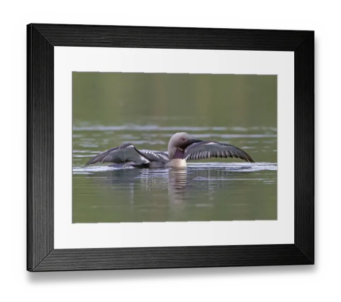 Framed Print : Black-throated Diver (Gavia arctica) adult, summer plumage, displaying on lake, Finland, july Framed Print : Black-throated Diver (Gavia arctica) adult, summer plumage, displaying on lake, Finland, july