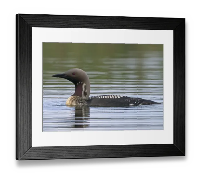 Framed Print : Black-throated Diver (Gavia arctica) adult, summer plumage, swimming on lake, Finland, july Framed Print : Black-throated Diver (Gavia arctica) adult, summer plumage, swimming on lake, Finland, july