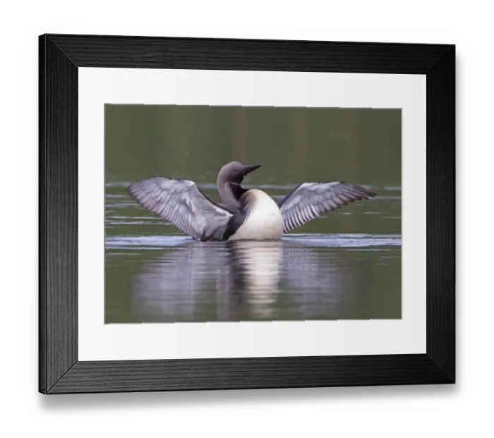 Framed Print : Black-throated Diver (Gavia arctica) adult, summer plumage, displaying on lake, Finland, july