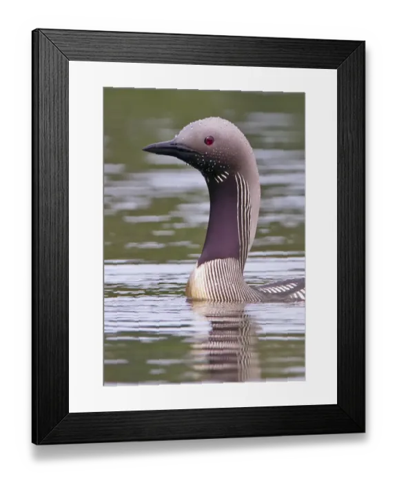 Framed Print : Black-throated Diver (Gavia arctica) adult, summer plumage, close-up of head and neck, swimming on lake, Finland, july Framed Print : Black-throated Diver (Gavia arctica) adult, summer plumage, close-up of head and neck, swimming on lake, Finland, july