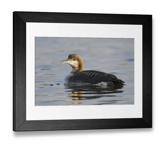 Framed Print : Black-throated Diver (Gavia arctica) juvenile, swimming on lake, Staffordshire, England, january