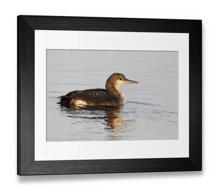 Framed Print : Black-throated Diver (Gavia arctica) juvenile, swimming on lake, Staffordshire, England, january