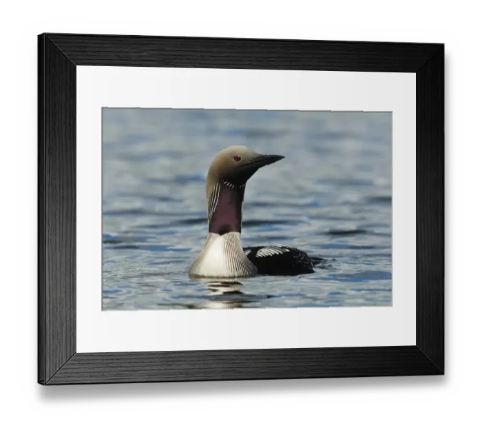 Framed Print : Black-throated Diver (Gavia arctica) adult, in breeding plumage, swimming on lake, Langvattnet Lake, Malingsbo-Kloten Nature Reserve, Bergslagen, Central Sweden, august Framed Print : Black-throated Diver (Gavia arctica) adult, in breeding plumage, swimming on lake, Langvattnet Lake, Malingsbo-Kloten Nature Reserve, Bergslagen, Central Sweden, august