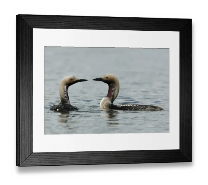 Framed Print : Black-throated Diver (Gavia arctica) adult pair, in breeding plumage, swimming on lake, Langvattnet Lake, Malingsbo-Kloten Nature Reserve, Bergslagen, Central Sweden, august Framed Print : Black-throated Diver (Gavia arctica) adult pair, in breeding plumage, swimming on lake, Langvattnet Lake, Malingsbo-Kloten Nature Reserve, Bergslagen, Central Sweden, august