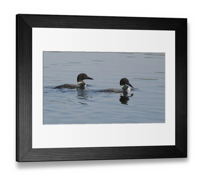 Framed Print : Great Northern Diver (Gavia immer) adult pair, summer plumage, swimming on lake, North Michigan, U. S. A. june Framed Print : Great Northern Diver (Gavia immer) adult pair, summer plumage, swimming on lake, North Michigan, U. S. A. june