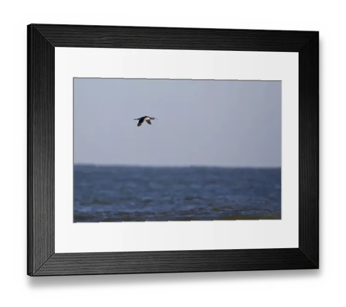 Framed Print : Black-throated Diver (Gavia arctica) adult, winter plumage, in flight over sea, Norfolk, England, november Framed Print : Black-throated Diver (Gavia arctica) adult, winter plumage, in flight over sea, Norfolk, England, november