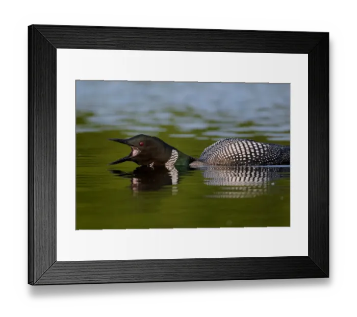 Framed Print : Great Northern Diver (Gavia immer) adult, summer plumage, calling, swimming on lake, North Michigan, U. S. A. june