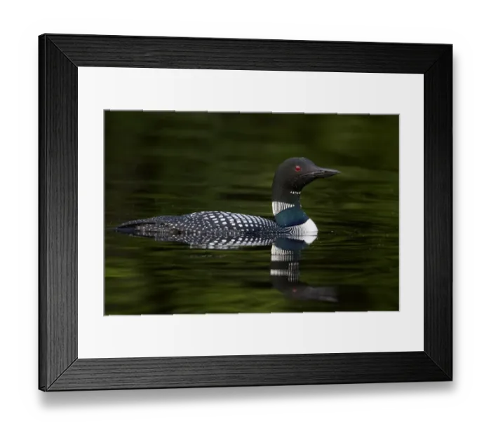 Framed Print : Great Northern Diver (Gavia immer) adult, summer plumage, swimming on lake, North Michigan, U. S. A. june Framed Print : Great Northern Diver (Gavia immer) adult, summer plumage, swimming on lake, North Michigan, U. S. A. june