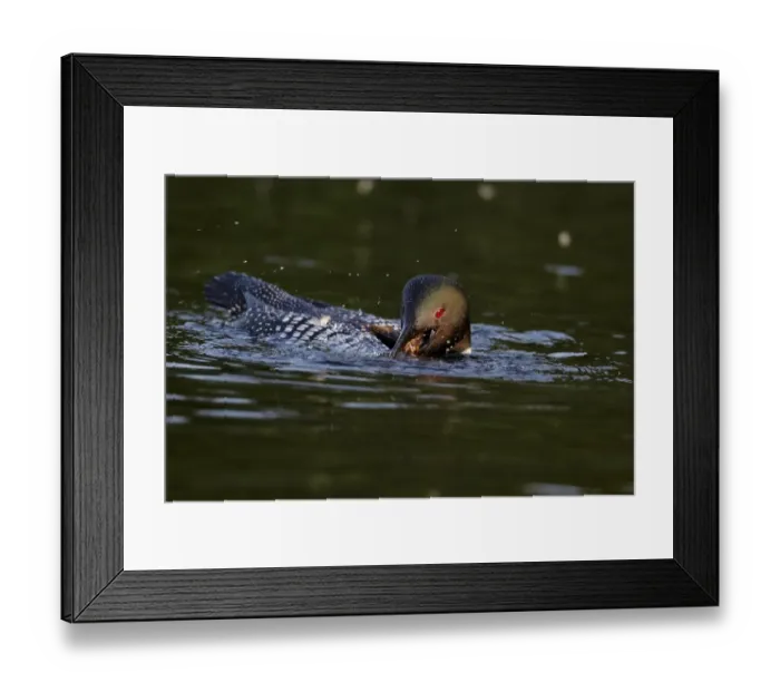Framed Print : Great Northern Diver (Gavia immer) adult, summer plumage, feeding on crayfish, swimming on lake, North Michigan, U. S. A. june Framed Print : Great Northern Diver (Gavia immer) adult, summer plumage, feeding on crayfish, swimming on lake, North Michigan, U. S. A. june