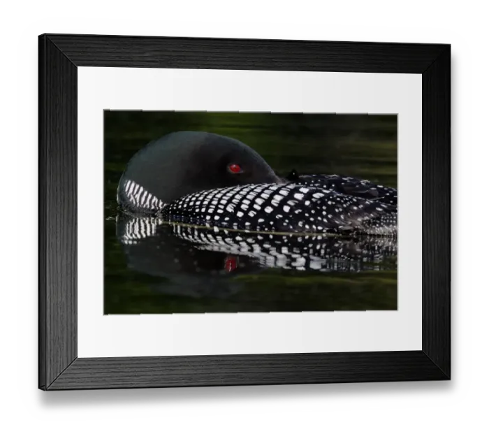 Framed Print : Great Northern Diver (Gavia immer) adult, summer plumage, resting on lake, North Michigan, U. S. A. june