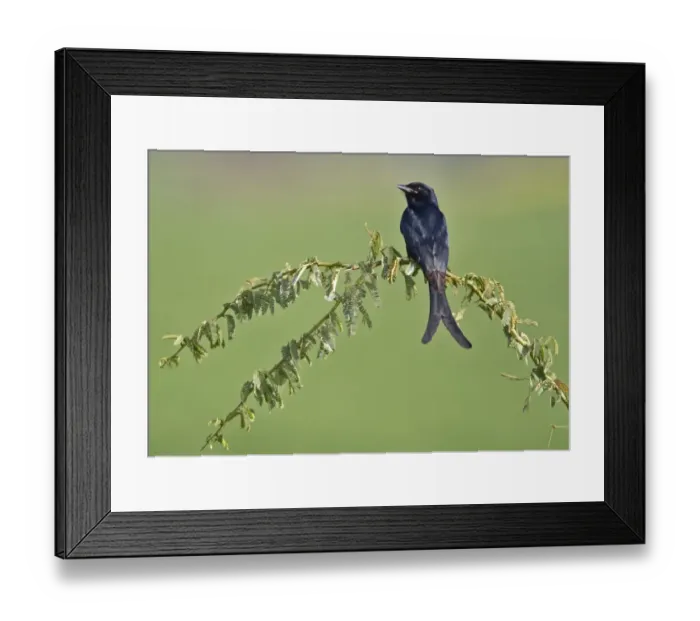 Framed Print : Black Drongo (Dicrurus macrocercus) adult, perched on spiniferous bush, Northern India, january