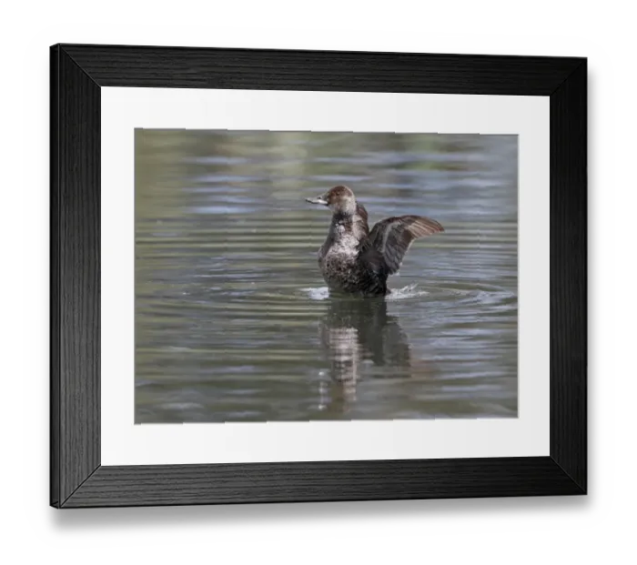 Framed Print : Blue-billed Duck (Oxyura australis) adult female, shaking water from wings, Western Australia, Australia, october Framed Print : Blue-billed Duck (Oxyura australis) adult female, shaking water from wings, Western Australia, Australia, october