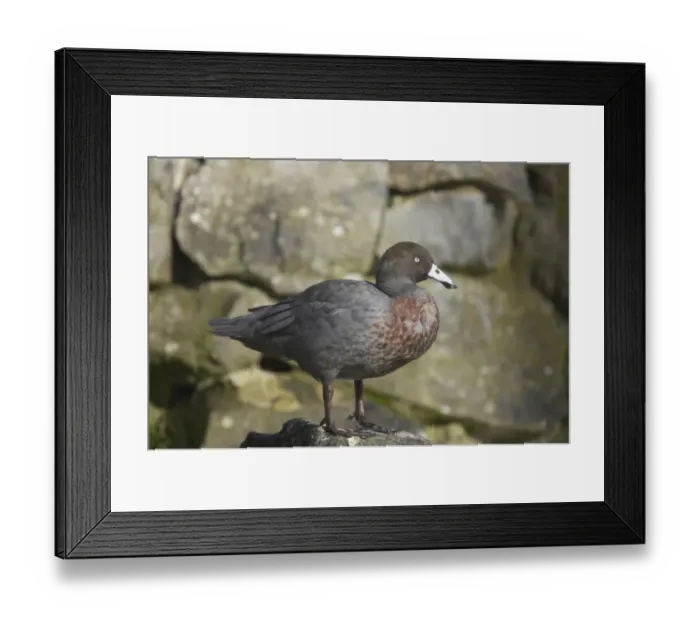 Framed Print : Blue Duck (Hymenolaimus malacorhynchus) adult, standing on rock, Arundel W. W. T. (captive) Framed Print : Blue Duck (Hymenolaimus malacorhynchus) adult, standing on rock, Arundel W. W. T. (captive)