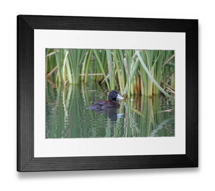 Framed Print : Blue-billed Duck (Oxyura australis) adult male, swimming, Western Australia, Australia, october