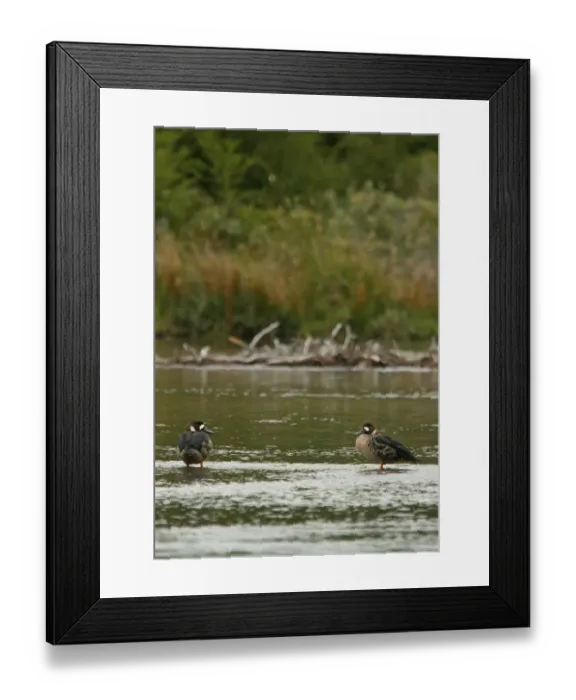 Framed Print : Bronze-winged Duck (Speculanas specularis) adult pair, standing in water, Tierra del Fuego N. P. Tierra del Fuego, Argentina, february