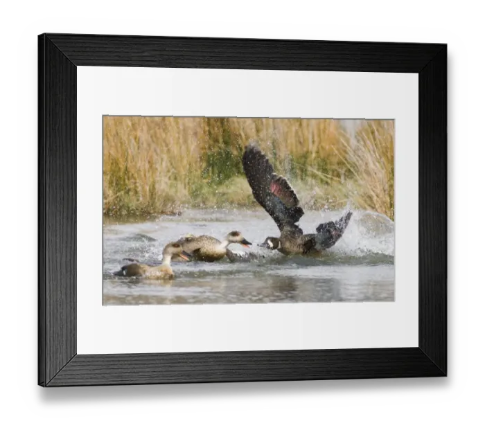 Framed Print : Bronze-winged Duck (Speculanas specularis) adult, being aggressive towards Crested Duck (Lophonetta specularioides) pair, in territorial dispute on water, Tierra del Fuego, Argentina, november Framed Print : Bronze-winged Duck (Speculanas specularis) adult, being aggressive towards Crested Duck (Lophonetta specularioides) pair, in territorial dispute on water, Tierra del Fuego, Argentina, november