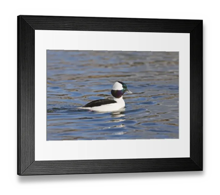 Framed Print : Bufflehead (Bucephala albeola) adult male, swimming, New Jersey, U. S. A. january Framed Print : Bufflehead (Bucephala albeola) adult male, swimming, New Jersey, U. S. A. january