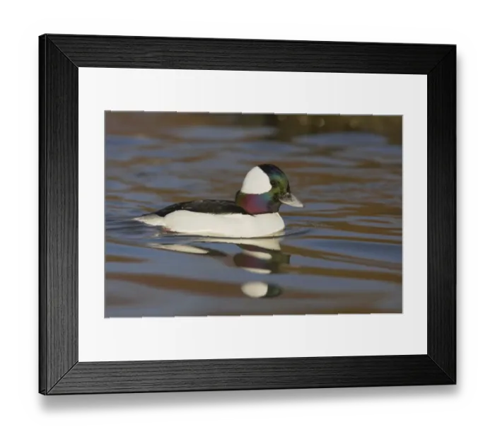 Framed Print : Bufflehead (Bucephala albeola) adult male, swimming, Slimbridge W. W. T. (captive) Framed Print : Bufflehead (Bucephala albeola) adult male, swimming, Slimbridge W. W. T. (captive)