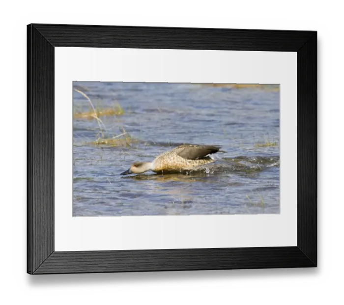Framed Print : Crested Duck (Lophonetta specularioides) adult, aggressive behaviour, in territorial dispute on water, Tierra del Fuego, Argentina, november