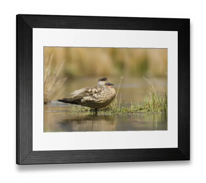 Framed Print : Crested Duck (Lophonetta specularioides) adult, calling, standing in water, Tierra del Fuego, Argentina, november