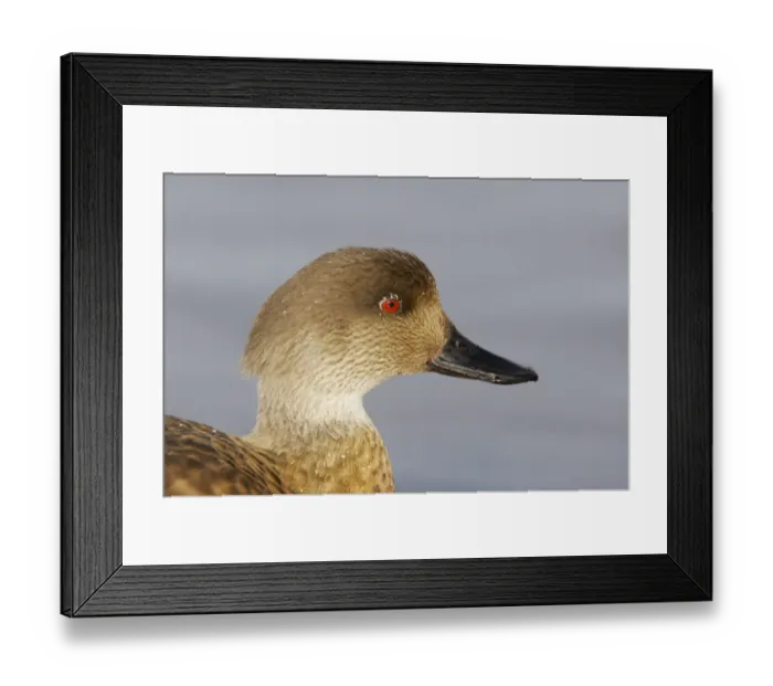 Framed Print : Crested Duck (Lophonetta specularioides) adult, close-up of head, Slimbridge W. W. T. (captive)