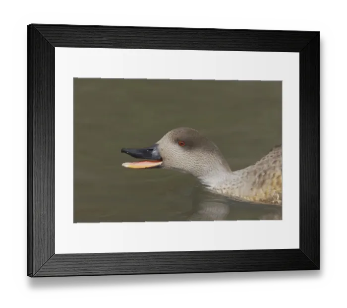 Framed Print : Crested Duck (Lophonetta specularioides) adult, close-up of head, threatening on water, Arundel W. W. T. (captive)