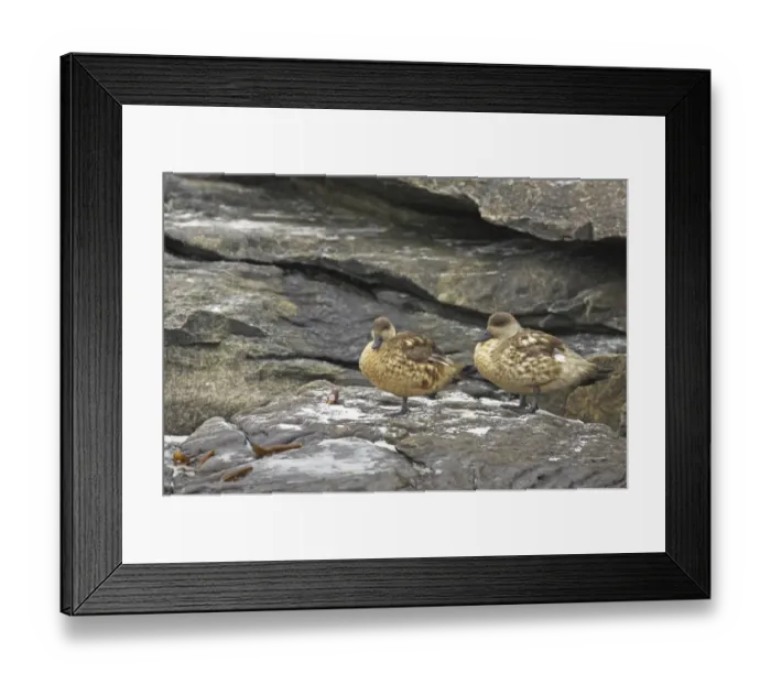 Framed Print : Crested Duck (Lophonetta specularioides) adult pair, standing on rocks, Saunders Island, Falkland Islands