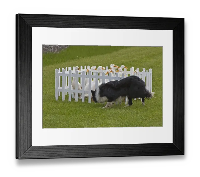 Framed Print : Domestic Duck, Indian Runner Duck, flock, herded into small pen by collie sheepdog, England, april Framed Print : Domestic Duck, Indian Runner Duck, flock, herded into small pen by collie sheepdog, England, april