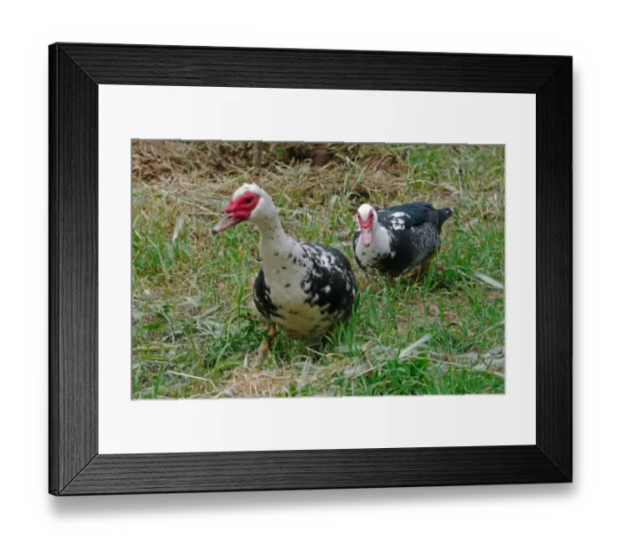 Framed Print : Domestic Duck, Muscovy Duck (Cairina moschata) adult male and female, walking, Baracina, Portalegre District, Alentejo, Portugal, april Framed Print : Domestic Duck, Muscovy Duck (Cairina moschata) adult male and female, walking, Baracina, Portalegre District, Alentejo, Portugal, april