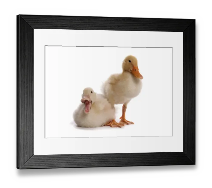 Framed Print : Domestic Duck, Aylesbury, two ducklings, calling, sitting and standing Framed Print : Domestic Duck, Aylesbury, two ducklings, calling, sitting and standing