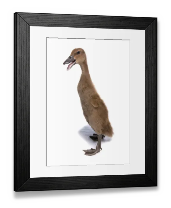 Framed Print : Domestic Duck, Indian Runner Duck, duckling, standing and calling