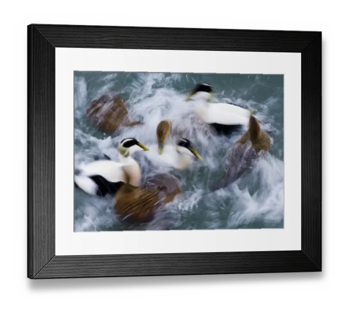 Framed Print : Common Eider (Somateria mollissima) adult males and females, flock swimming at sea, blurred movement, Northumberland, England, winter Framed Print : Common Eider (Somateria mollissima) adult males and females, flock swimming at sea, blurred movement, Northumberland, England, winter