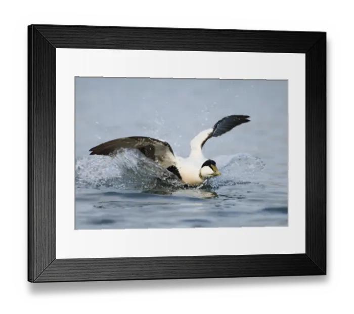 Framed Print : Common Eider (Somateria mollissima) adult male, landing on water, Northumberland, England, winter Framed Print : Common Eider (Somateria mollissima) adult male, landing on water, Northumberland, England, winter