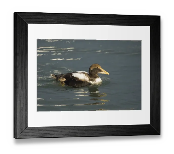 Framed Print : Common Eider (Somateria mollissima) immature male, swimming at sea, Seahouses Harbour, Northumberland, England, winter Framed Print : Common Eider (Somateria mollissima) immature male, swimming at sea, Seahouses Harbour, Northumberland, England, winter