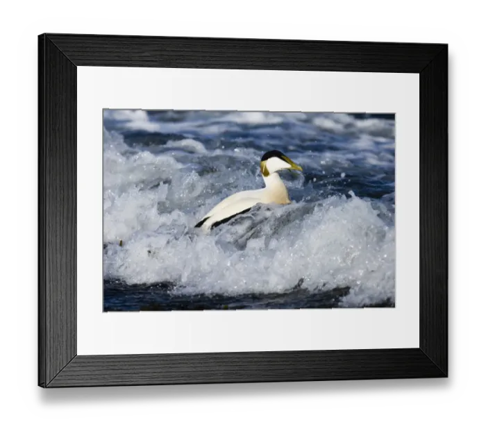 Framed Print : Common Eider (Somateria mollissima) adult male, swimming in surf at sea, Seahouses, Northumberland, England, winter