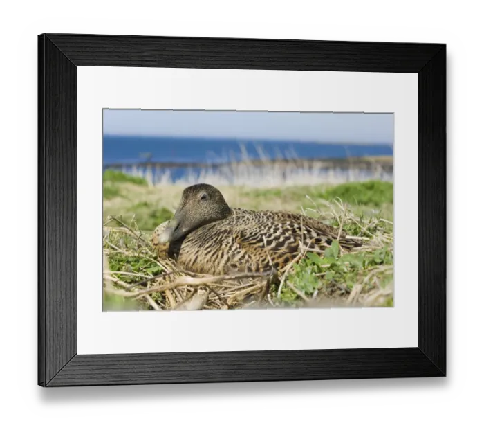 Framed Print : Common Eider (Somateria mollissima) adult female, sitting on nest, Inner Farne, Farne Islands, Northumberland, England, may Framed Print : Common Eider (Somateria mollissima) adult female, sitting on nest, Inner Farne, Farne Islands, Northumberland, England, may