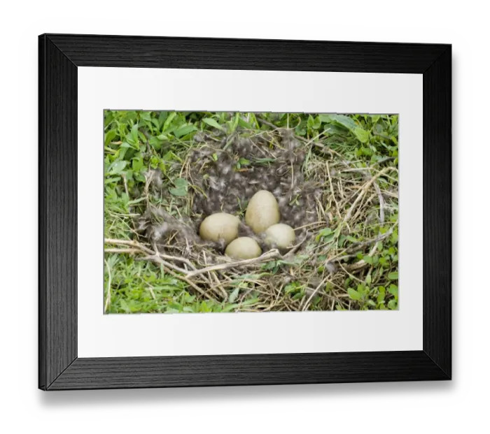Framed Print : Common Eider (Somateria mollissima) four eggs in nest, Inner Farne, Farne Islands, Northumberland, England, april Framed Print : Common Eider (Somateria mollissima) four eggs in nest, Inner Farne, Farne Islands, Northumberland, England, april