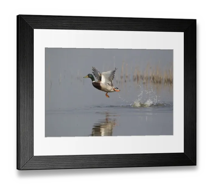 Framed Print : Mallard Duck (Anas platyrhynchos) adult male, in flight, taking off from water, Minsmere RSPB Reserve, Suffolk, England, april Framed Print : Mallard Duck (Anas platyrhynchos) adult male, in flight, taking off from water, Minsmere RSPB Reserve, Suffolk, England, april