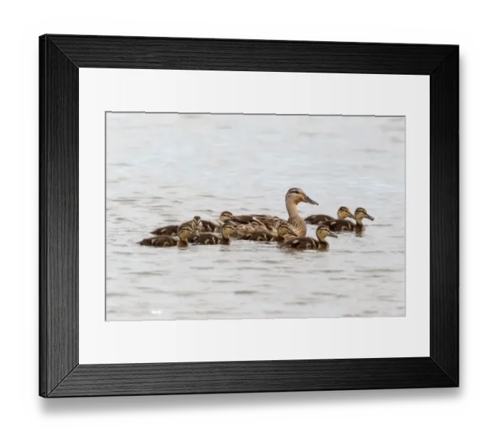 Framed Print : Mallard Duck (Anas platyrhynchos) adult female with ducklings, swimming, Norfolk, England, july Framed Print : Mallard Duck (Anas platyrhynchos) adult female with ducklings, swimming, Norfolk, England, july